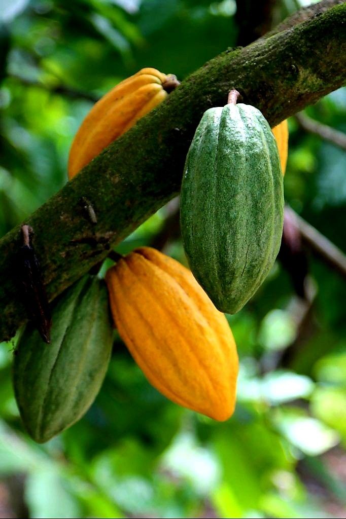 Kakao Ağacı